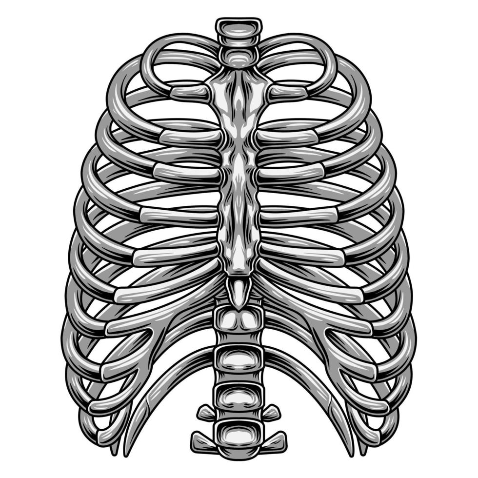 rib vector afbeelding voor anatomie onderwijs