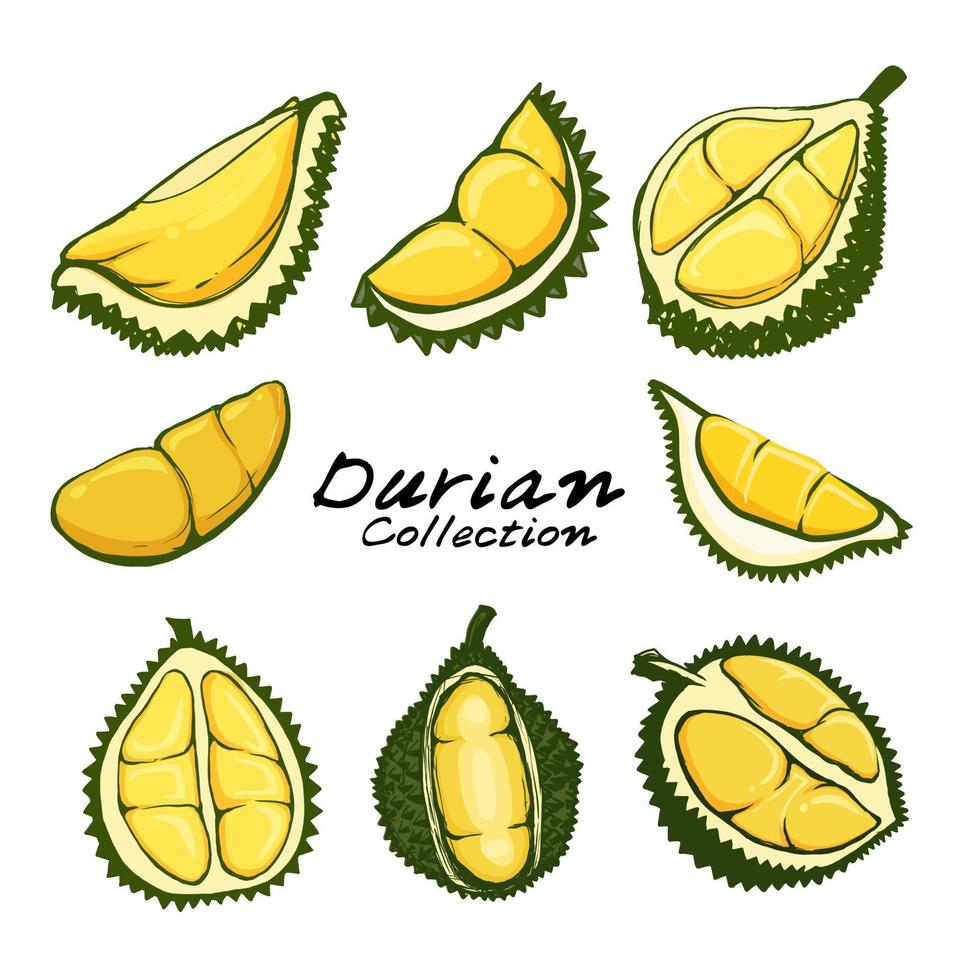 verzameling van durian fruit geïsoleerd op een witte achtergrond vector