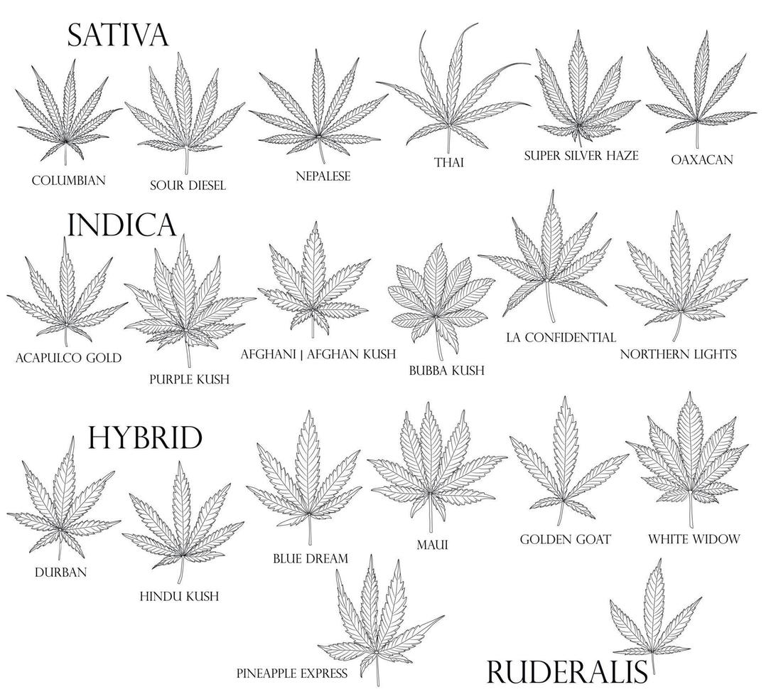 soorten onkruid. sativa, indica, hybride en ruderalis cannabisbladeren in zwarte omtrek voor gebruik in de geneeskunde en cosmetologie. vector