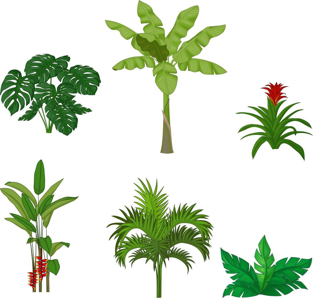 set van tropische planten op witte achtergrond vector