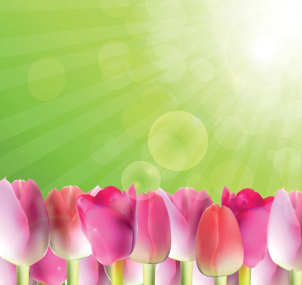 mooie roze tulpen tegen glanzende hemel vectorillustratie vector