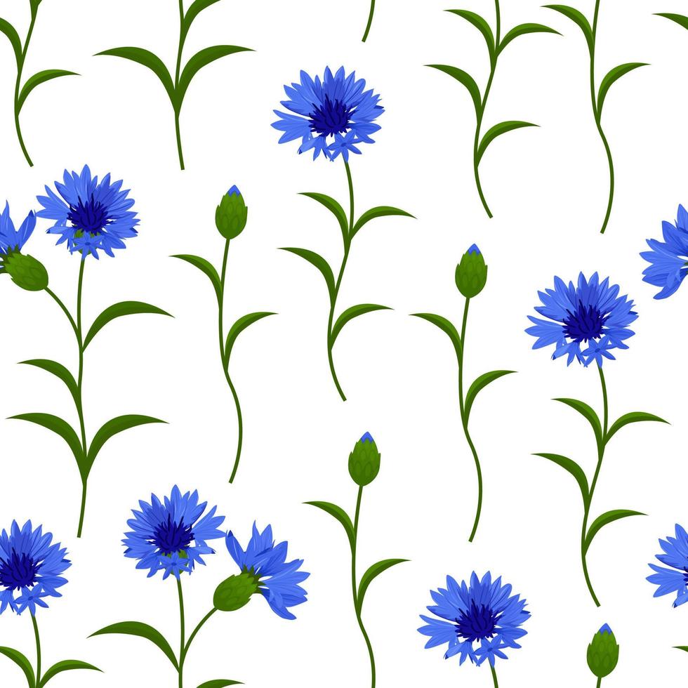 vector naadloze patroon met blauwe korenbloemen op wit. kan worden gebruikt voor stof, textiel, scrapbooking, cadeaupapier.