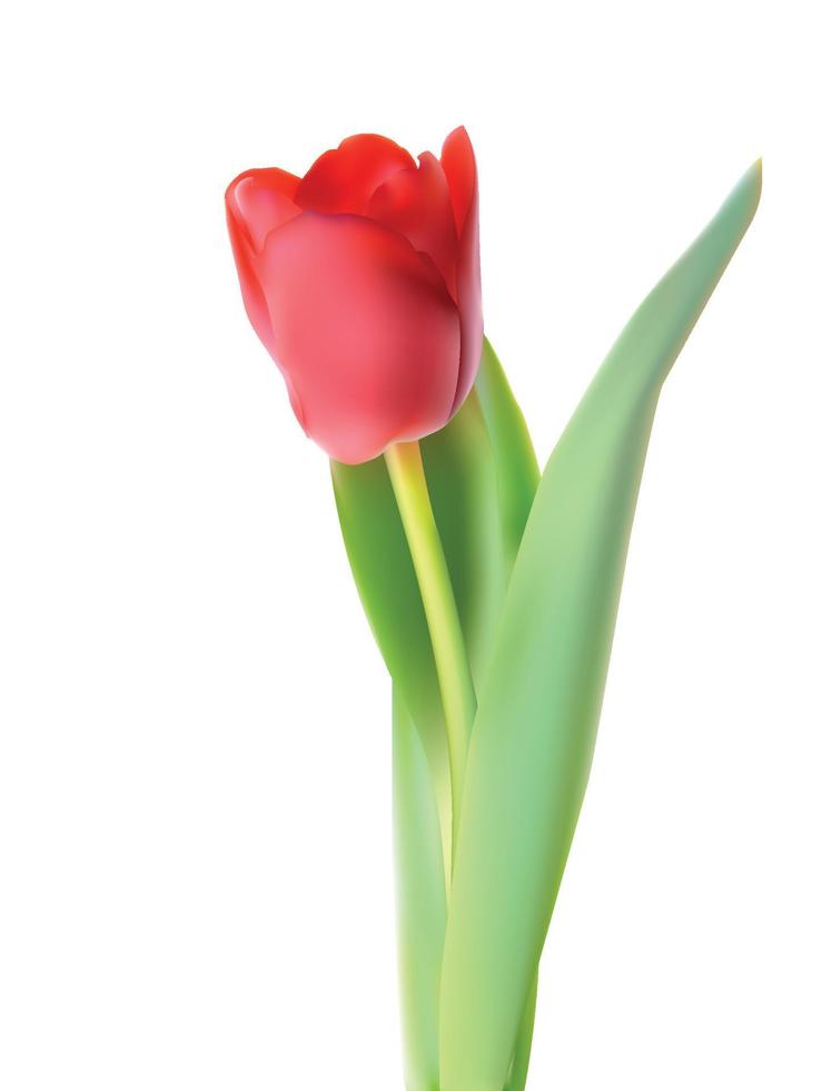 mooie roze realistische tulp vectorillustratie vector