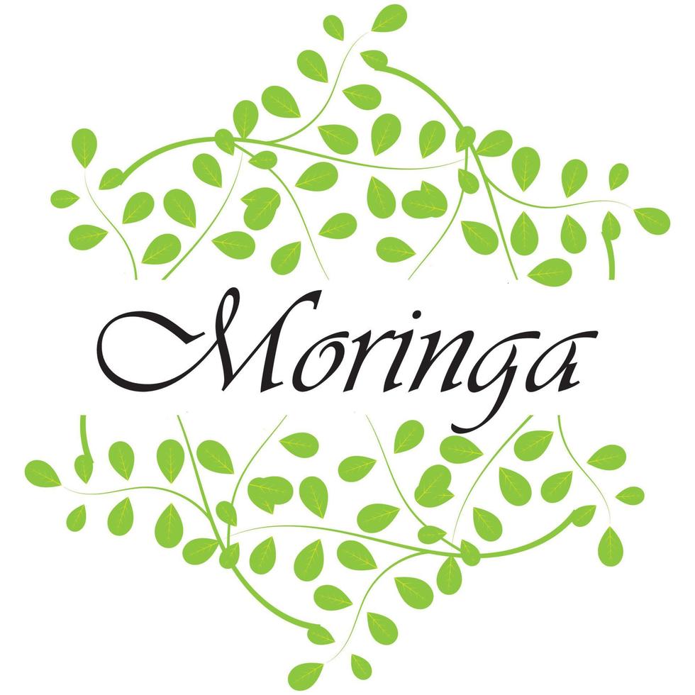 moringa blad logo illustratie vector ontwerp