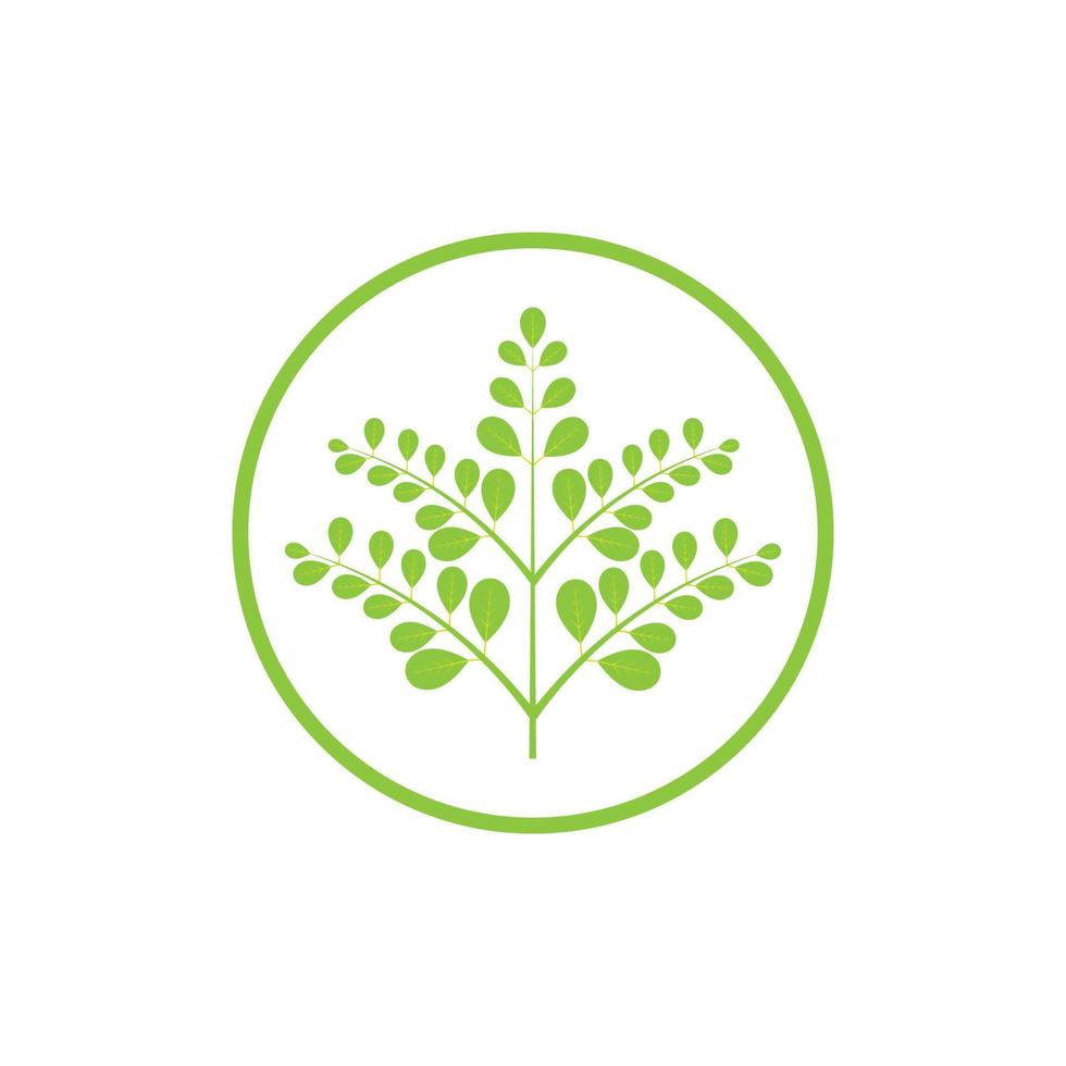 moringa blad logo illustratie vector ontwerp