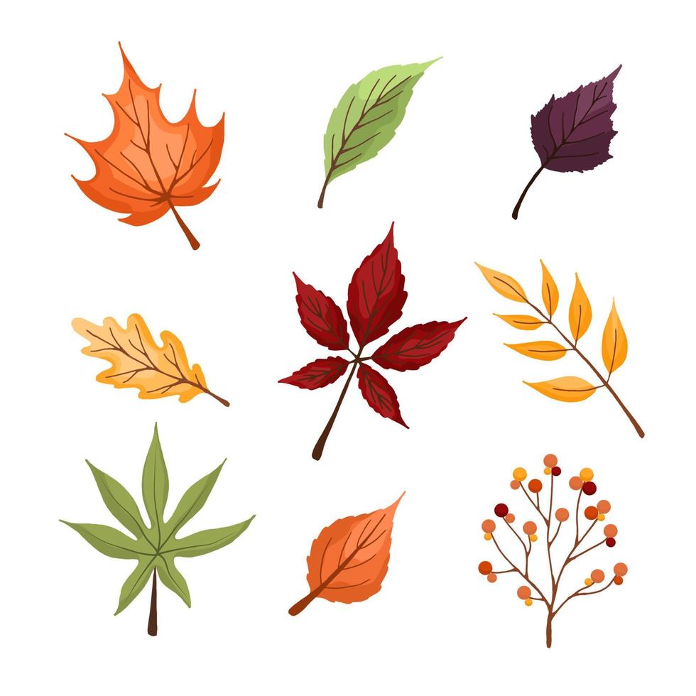 set van kleurrijke herfstbladeren en bessen. geïsoleerd op een witte achtergrond. simpel ontwerp. vectorillustratie in vlakke stijl. vector