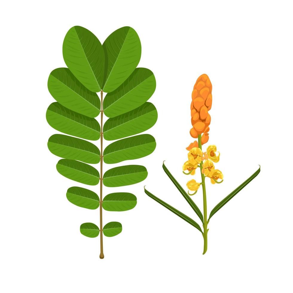 vectorillustratie, bladeren en bloemen van kaarsstruik of senna alata geïsoleerd op een witte achtergrond, medicinale kruidenplant. vector