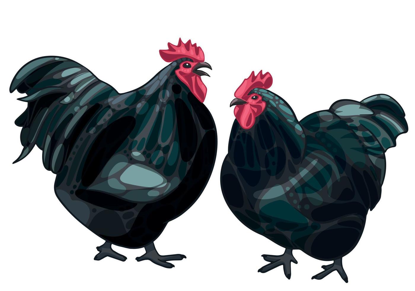 de handgetekende set kip. het ras van zwarte orpington-kip vector