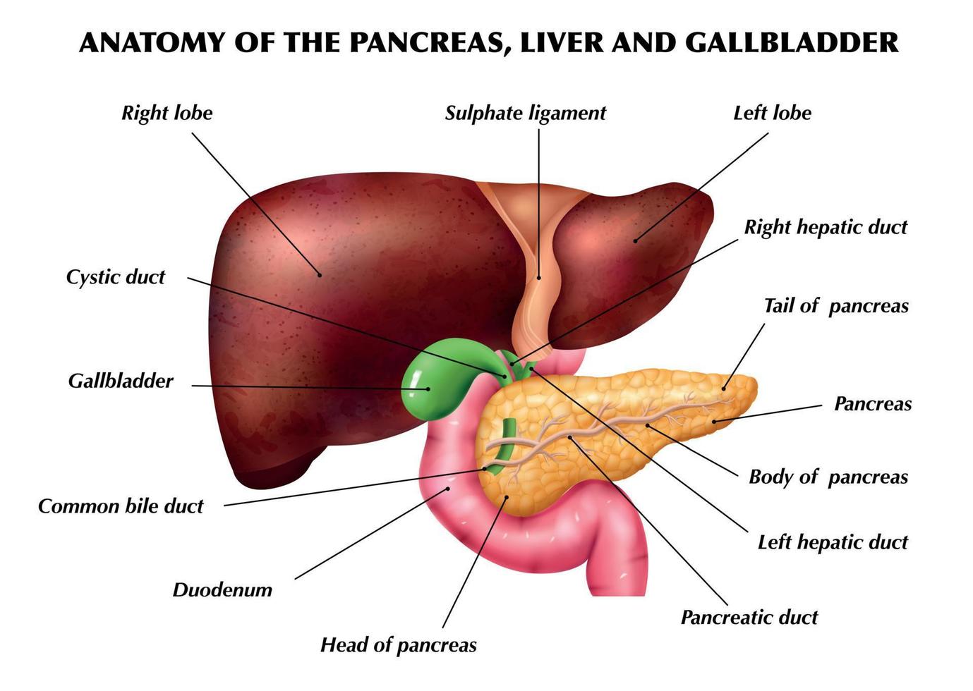 anatomie pancreas lever infographics vector