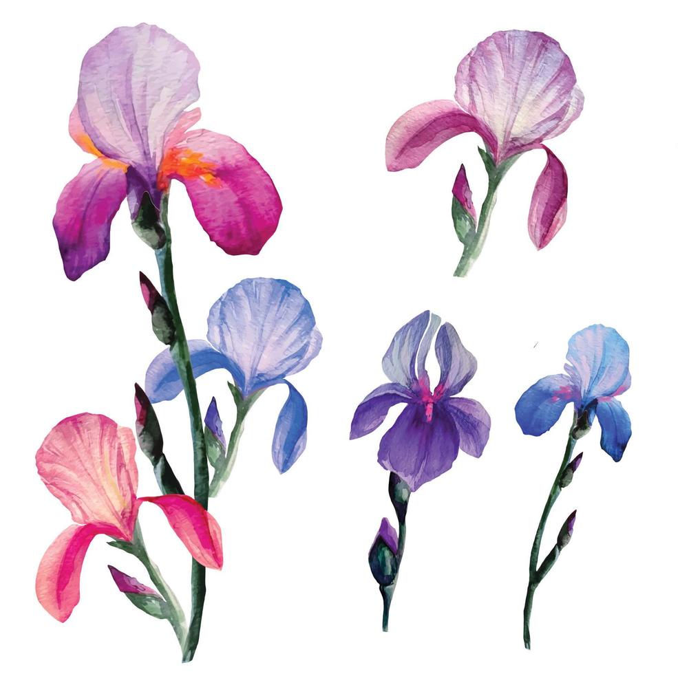 set van bloeiende iris bloemen aquarel illustratie vector