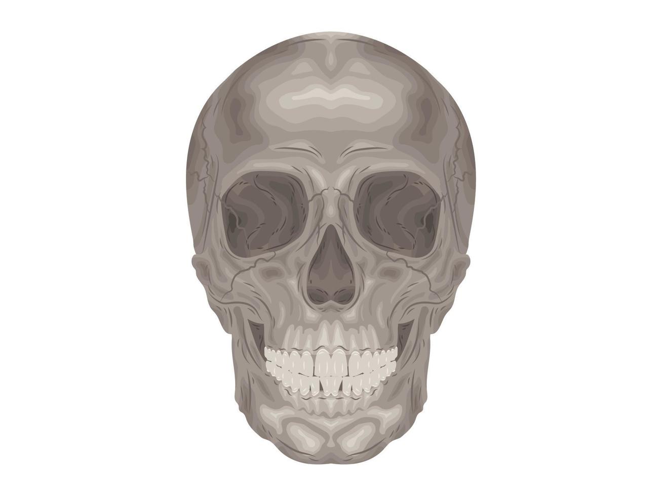 element calcium dokter therapie lichaam wetenschap cartoon anatomie chirurgie biologie bot schedel skelet plat vector