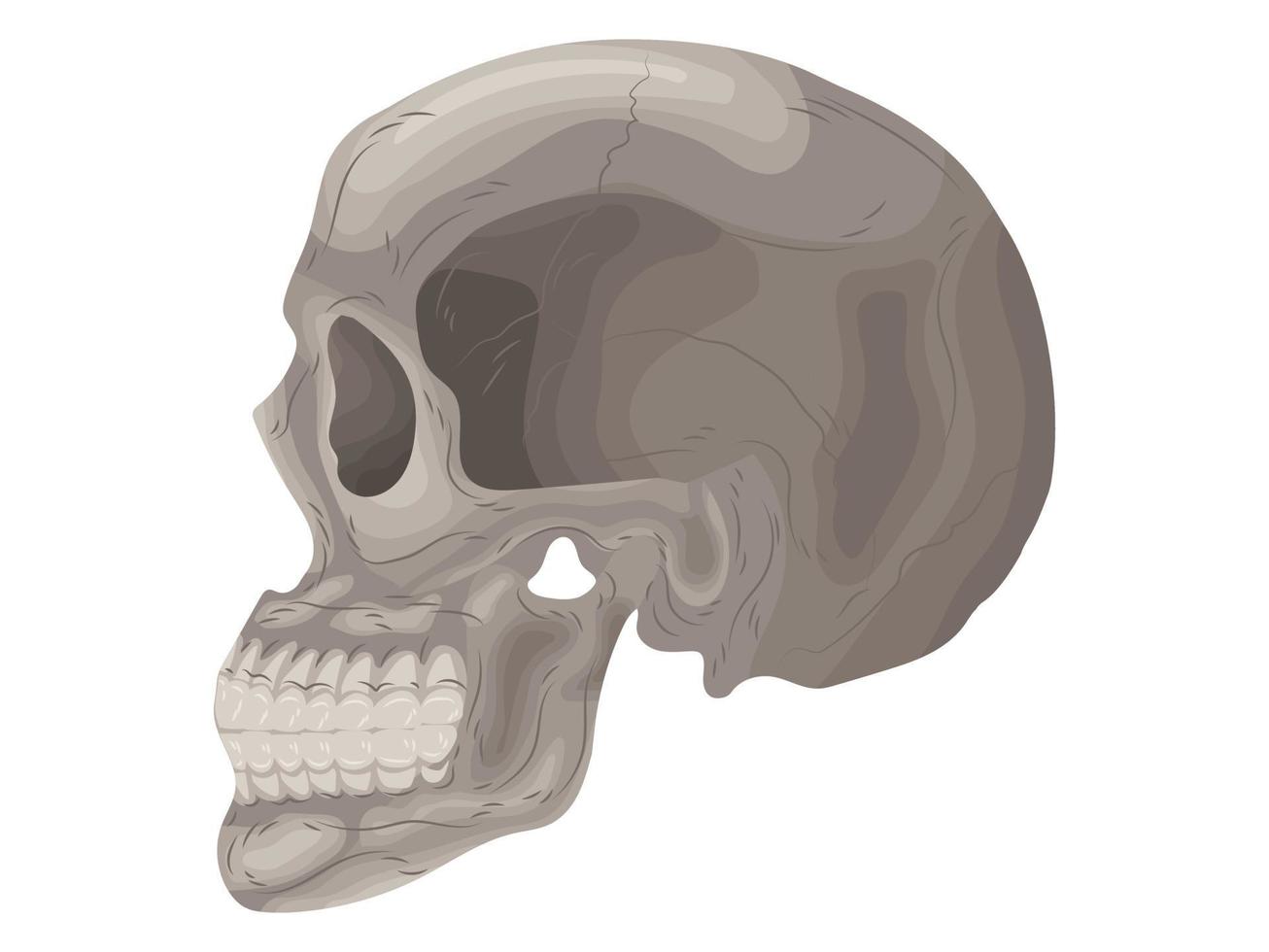 lichaam wetenschap anatomie chirurgie biologie bot schedel skelet plat vector