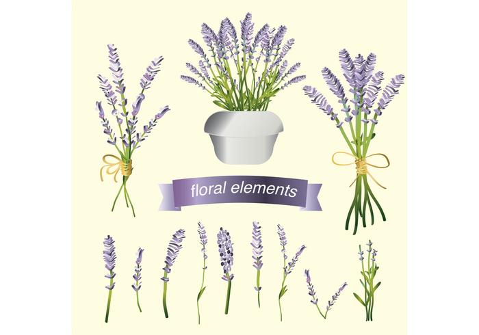 Set Lavender Flower Vectors