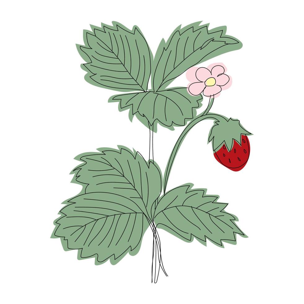 lijn illustratie aardbeienstruik met bessen en bloei vector