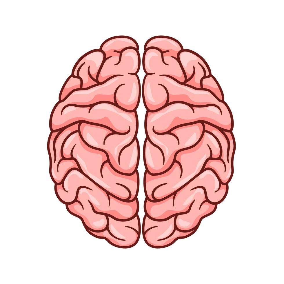 menselijk brein vector geïsoleerd op witte achtergrond