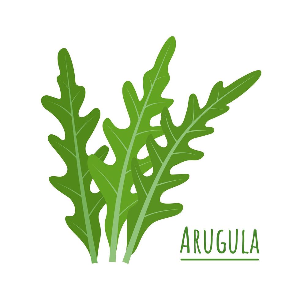 vectorillustratie, groene verse rucola of rucola blad, geïsoleerd op een witte achtergrond. vector