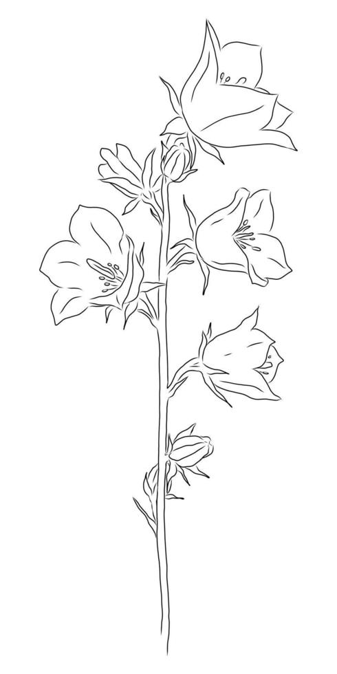 vector tekening van een bloeiende bel op een witte achtergrond