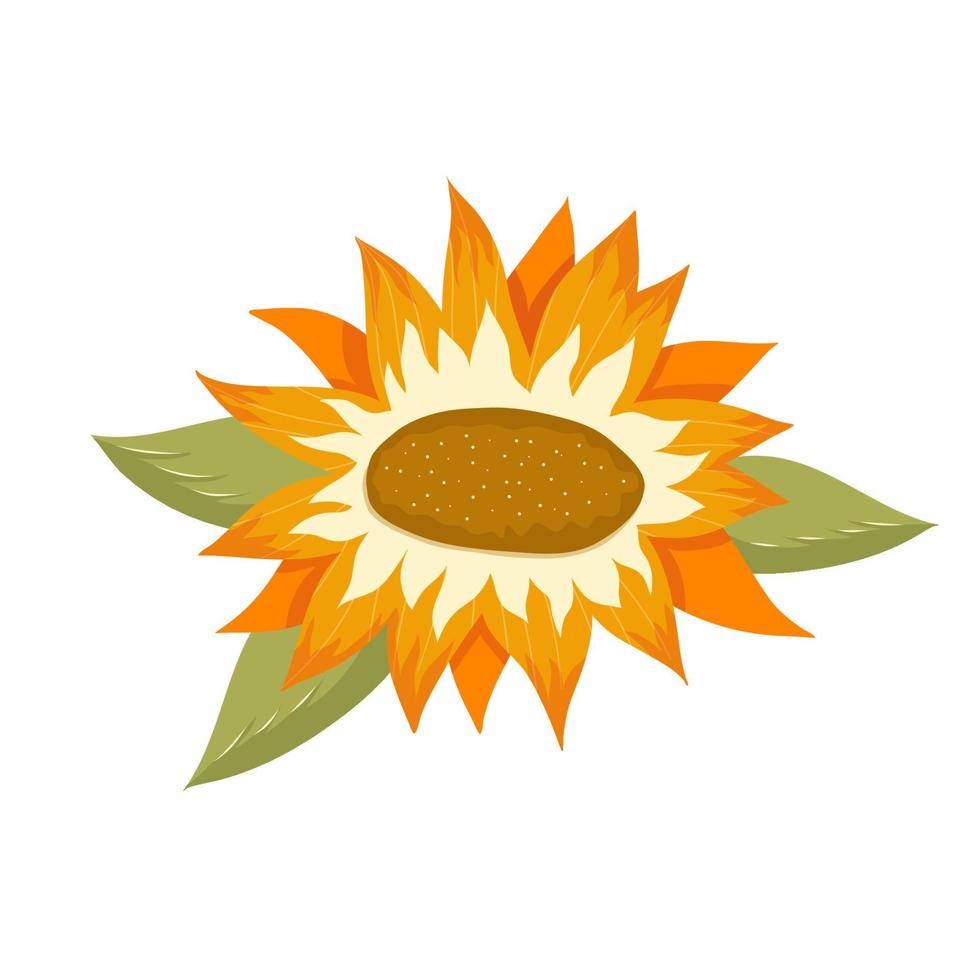 zonnebloemen en bladeren op een witte achtergrond. ronde zomer gele bloemen in cartoon-stijl met blad. botanische vectorillustratie. vector