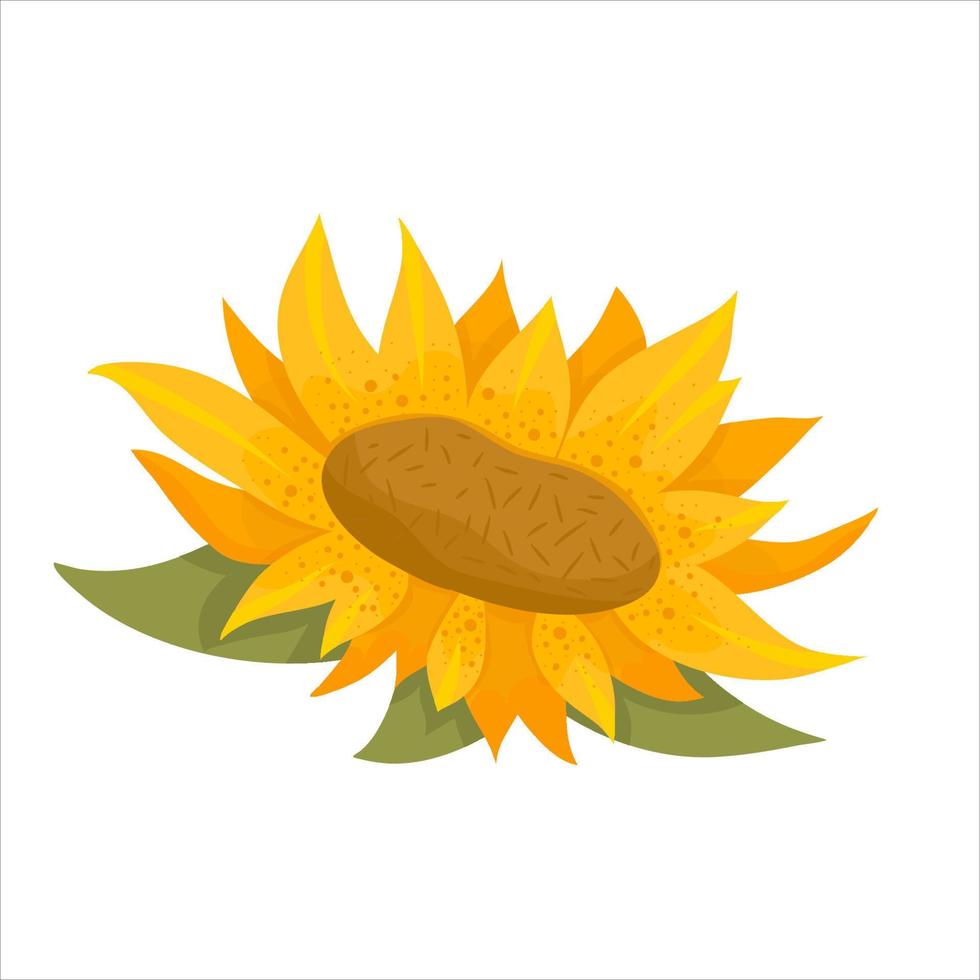 zonnebloemen en bladeren op een witte achtergrond. ronde zomer gele bloemen in cartoon-stijl met blad. botanische vectorillustratie vector