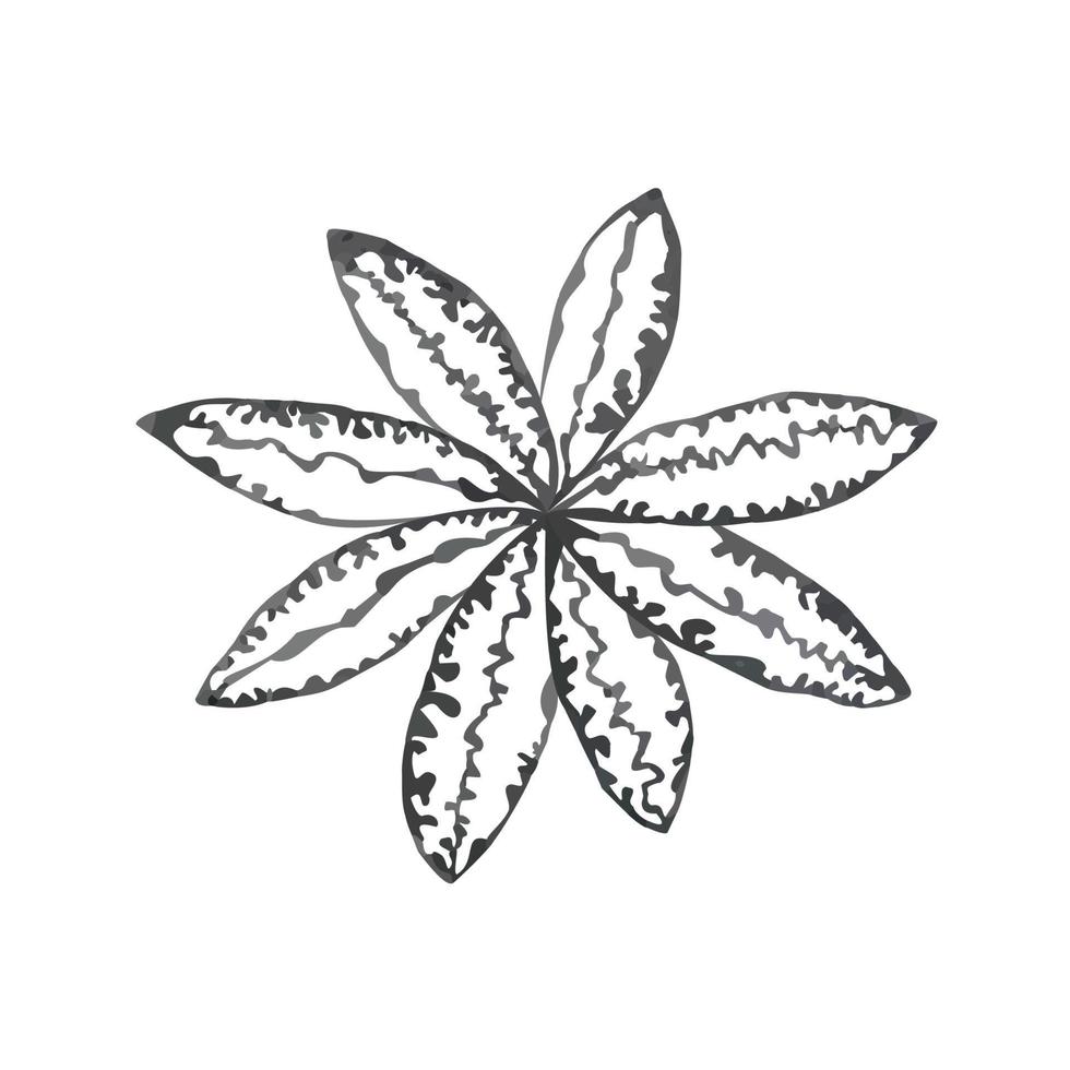 kleurrijke vectorillustratie van grijze schetsbloem die op witte achtergrond wordt geïsoleerd vector
