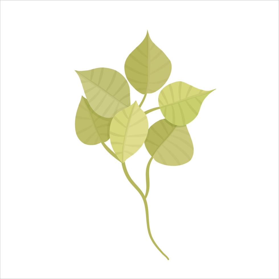 groene eucalyptus blad plat geïsoleerde illustratie. gebladerte uit tuin of bos, van een boom milieuvriendelijke organische decoratie. natuurlijk zomergroen. vectorillustratie. bloemen tak. groene kleur vector