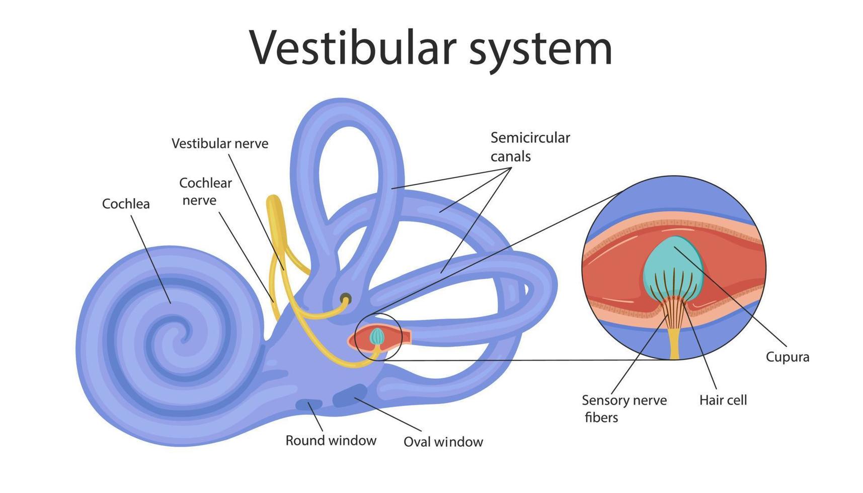 vestibulair systeem. het binnenoor en zijn relatie tot balans en balans. menselijke biologie vector