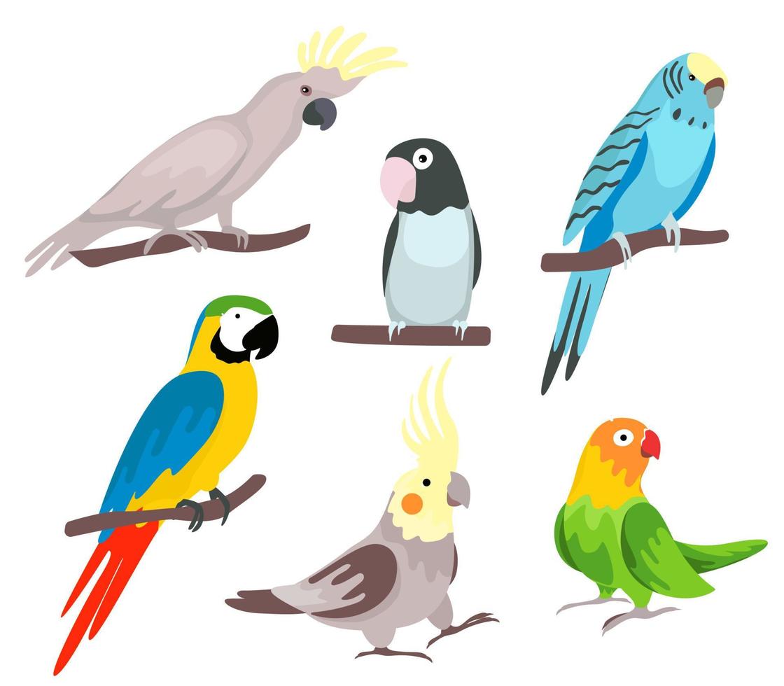schattige cartoon papegaaien illustraties vector