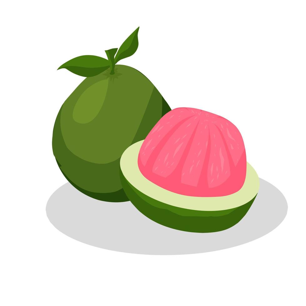 pomelo fruit illustratie. pompelmoes fruit icoon. fruit vector