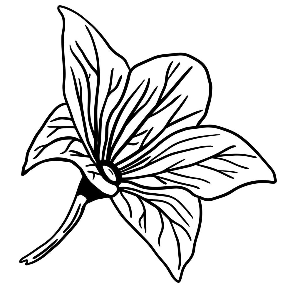 zwarte doodle van een iris. handgetekende lente bloemen illustratie. vector