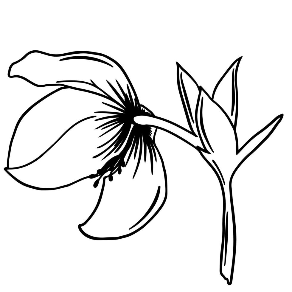 zwarte doodle van een nieskruid. hand getekende lente bloemen illustratie vector