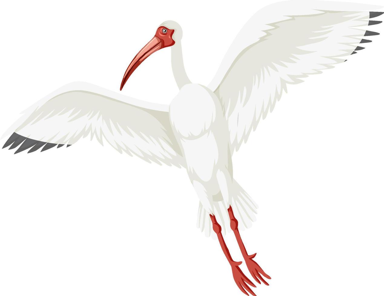 Amerikaanse witte ibis geïsoleerd vector