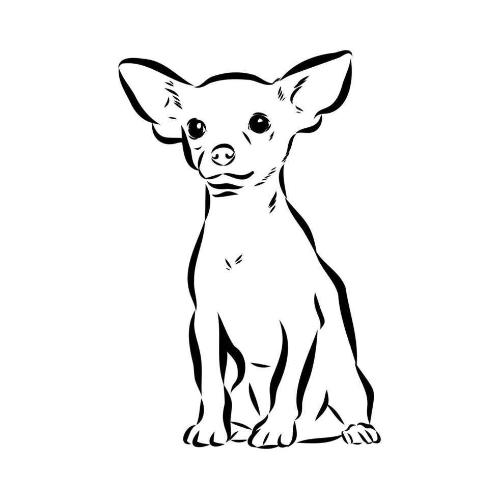 chihuahua vector schets