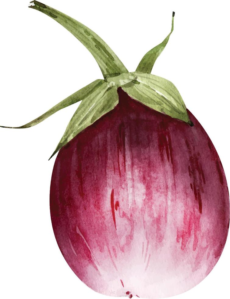 aubergine plantaardige aquarel illustratie geïsoleerd op een witte achtergrond. vector