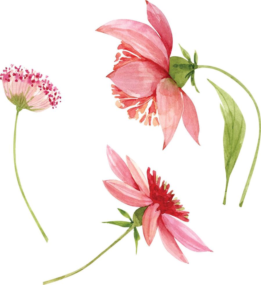 set aquarel illustraties van roze bloemen. vector