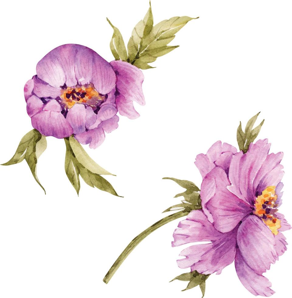 set van roze pioenrozen bloemen, aquarel illustratie op witte achtergrond. vector