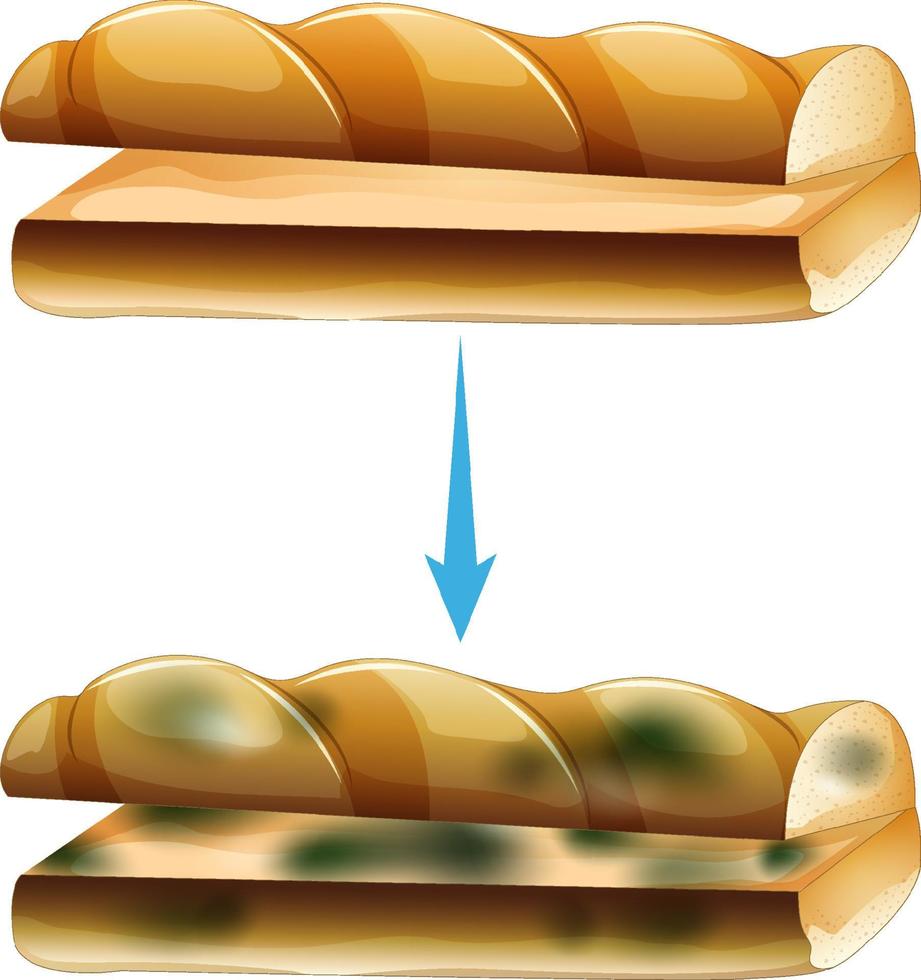 oneetbaar brood met schimmel vector