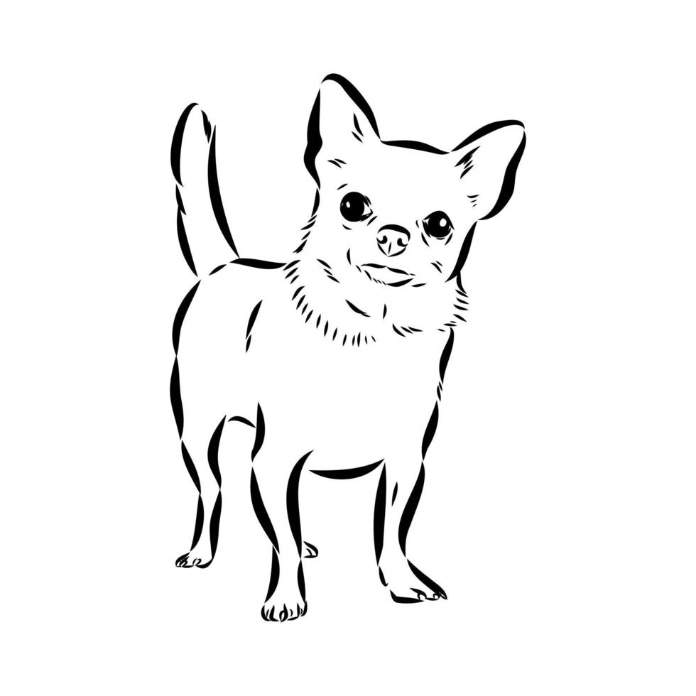 chihuahua vector schets