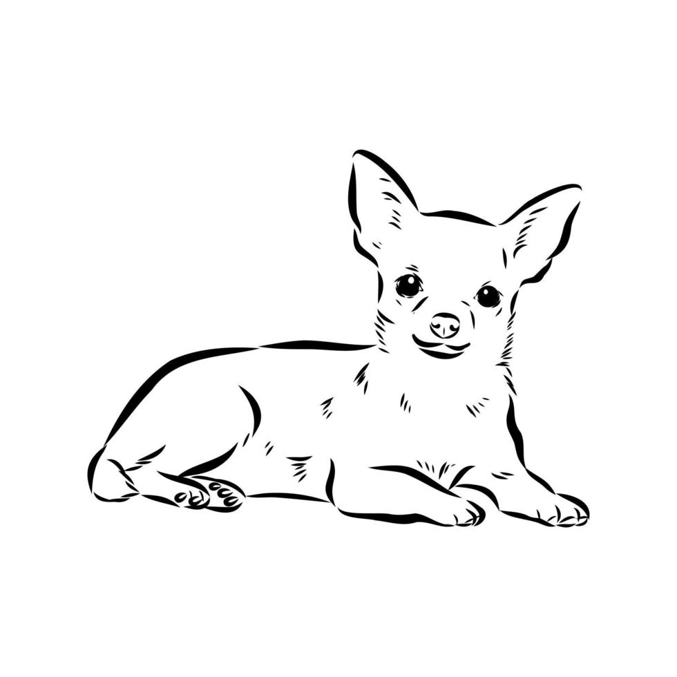 chihuahua vector schets