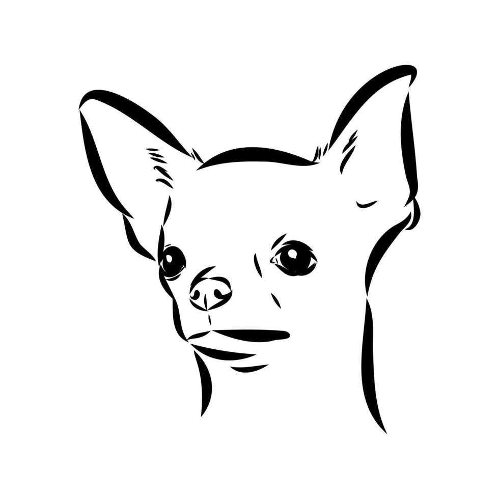 chihuahua vector schets