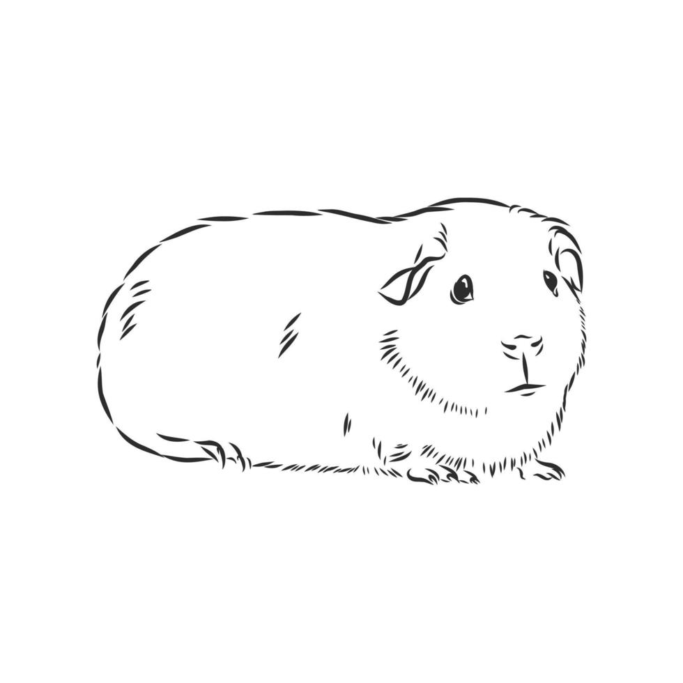 cavia vector schets