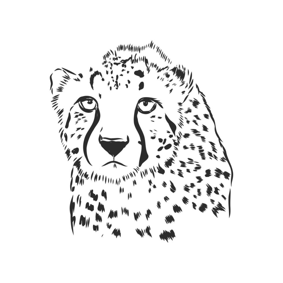 cheetah dierlijke vector schets