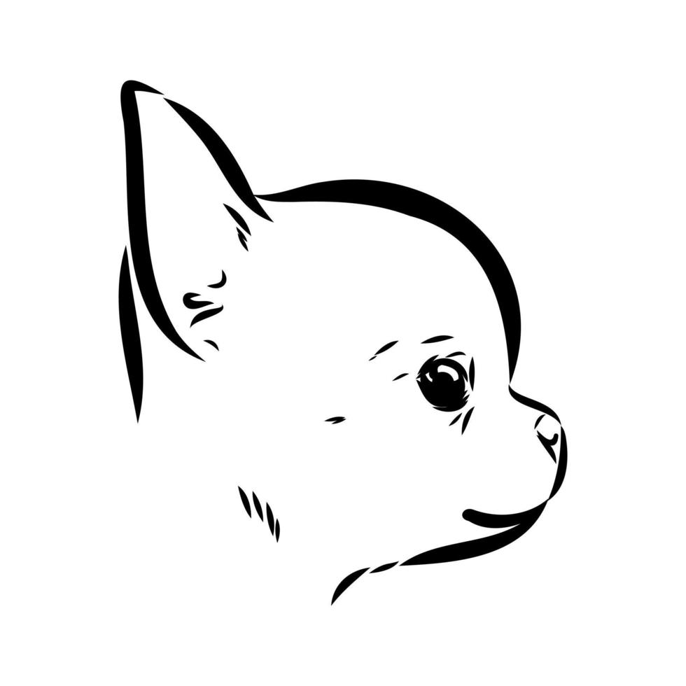 chihuahua vector schets