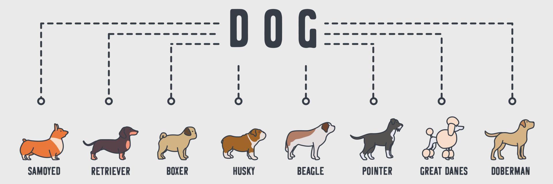 hond banner web pictogram. labrador, poedel, schnauzer, st bernard, bulldog, pug puppy, teckel, welsh corgi vector illustratie concept.