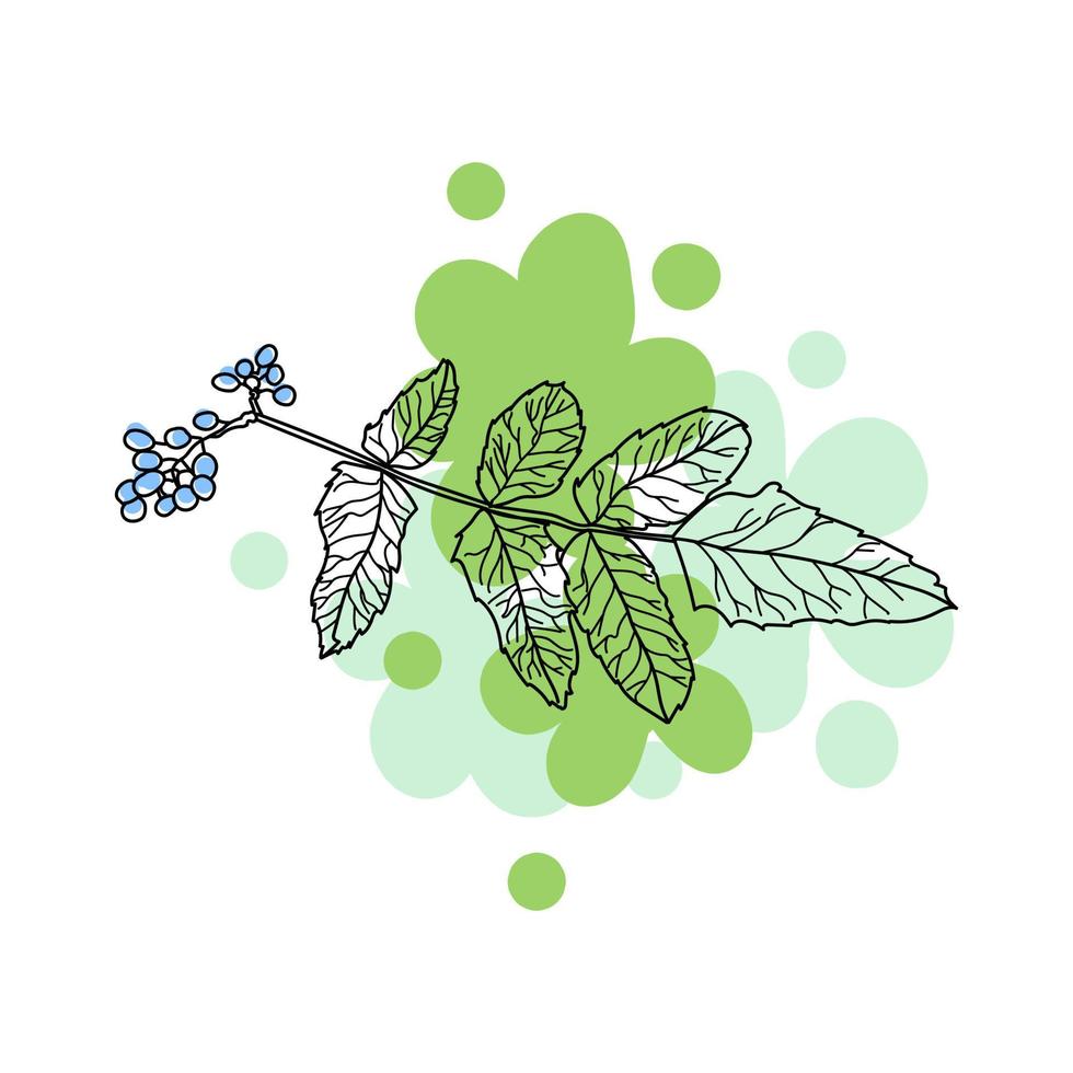 schets takje met schattige bladeren en ronde bessen, groene spatten en blauwe stippen op de achtergrond, decoratieve plant vector