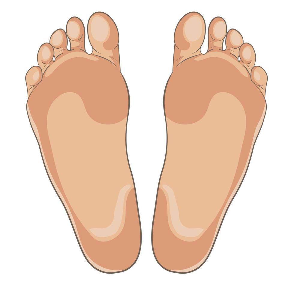 linker en rechter voetzolen illustratie voor schoeisel, schoenconcepten, medisch, gezondheid, massage, spa, acupunctuurcentra enz. realistische cartoonstijl, gekleurd met huidtinten. vector geïsoleerd op wit.