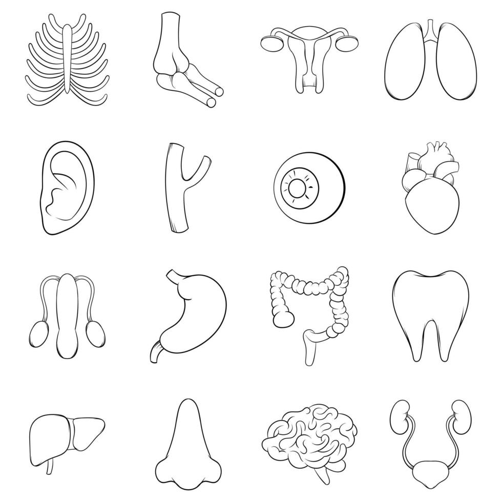 interne organen icon set vector overzicht