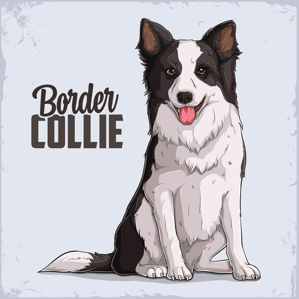 Schattige lachende hondenras border collie zitten in volle lengte geïsoleerd op een witte achtergrond vector