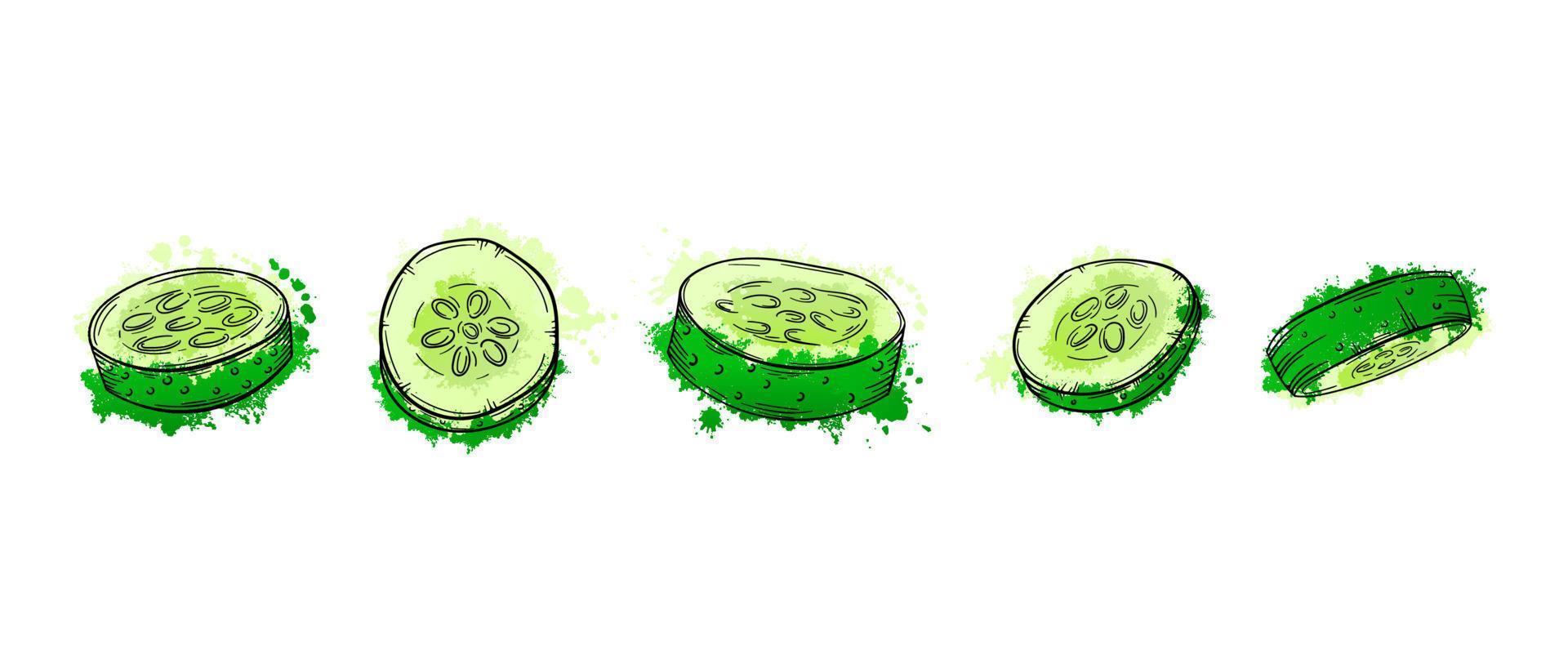 groenten gesneden komkommer. hand getrokken schets groene aquarel op witte achtergrond. grunge textuur grafische vectorillustratie. voor menu, poster, pizza of salade recept vector