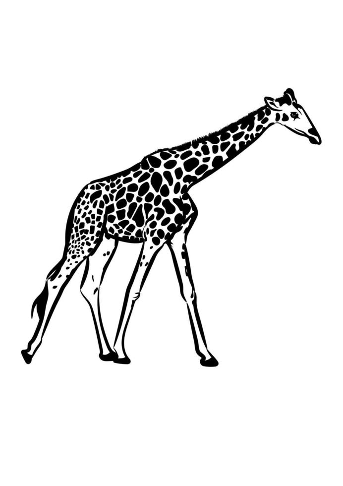 giraf tekening schets transparante vectorillustratie vector