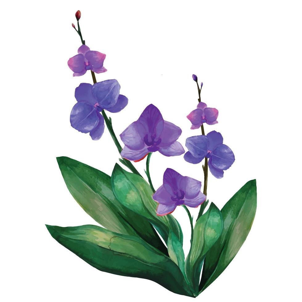 paarse orchidee tropische bloem illustratie aquarel vector